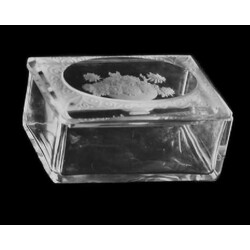 H. Hoffmann - 262, Box