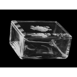 H. Hoffmann - 366, Box