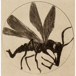 F. Tejml - Plate
