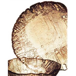 Rudolfova huť - 13392/330, Plate