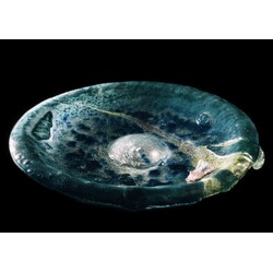 M. Fišar - Sculpture Ocean Pearl