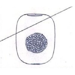 J. Žertová - 6901/30, Vase