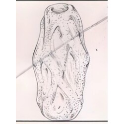 E. Beránek - 5608/18, Vase