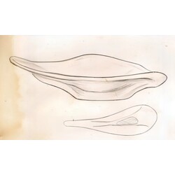 M. Velíšková - 5680, Bowl