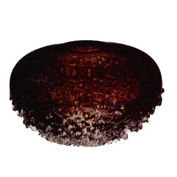 M. Svobodová - 6418, Vase