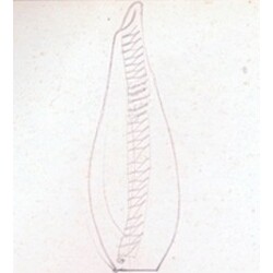 M. Velíšková - 5846 , Vase