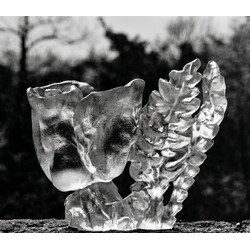 V. + Z. Kepka  - Opening rose