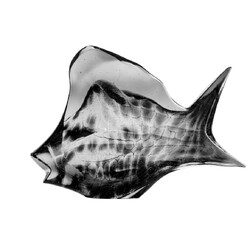 Borské sklo -  Fish 1959