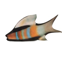 Exbor -  70294/90294, Rainbowfish