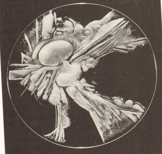 E. Švestková - Authorial Creation - Plate
