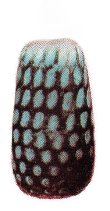 Lenora - 11 455, Vase